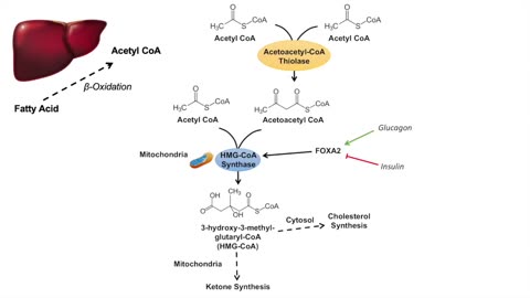 Ketone Body Synthesis | Ketogenesis | Formation Pathway and Regulation