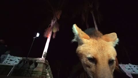 VIDEO: maned wolf gets a tray of food every day at the Sanctuary of Caraça (MG) brazil