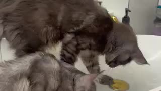 Funny cats. Evening bath of two maine coons.