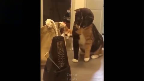 Cats reacting to new toys ... Lol