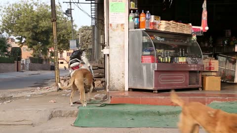 Two dogs by a street shop in Jodhpur