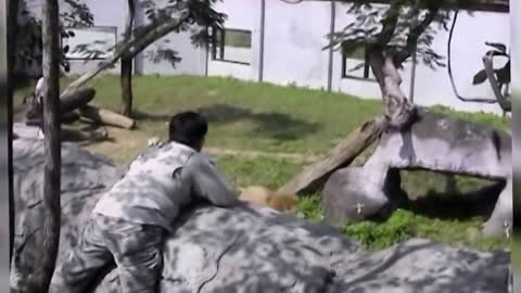 Mentally disturbed man Enters The Lions Cage in Taipei Zoo