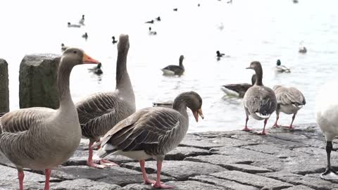 group different kind of ducks walking around lake in snowing day slow motion