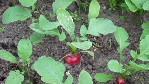 Rabanete ( Raphanus sativus ) serve para problemas digestivos e cálculos biliares