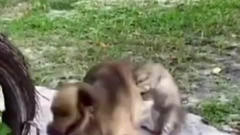 Cat attacks dogs from behind