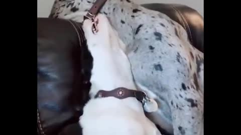 DOG SWALLOWS THE OTHER'S HEAD PLAYING