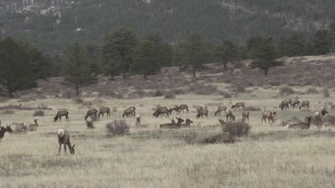 Rocky Mountain National Park A Gang Of Elk