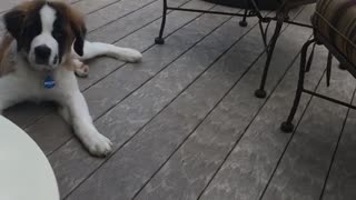 Dog falls after chasing its tail