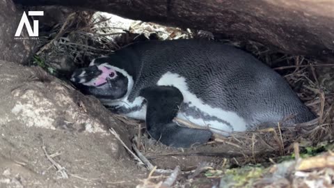 Warning Humboldt Penguins Facing Extinction in Chile | Amaravati Today
