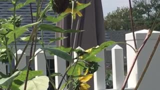 Golden Finch feeding on Sunflowers