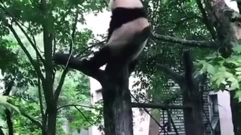 熊猫上树！Giant panda tree！パンダの木 판다