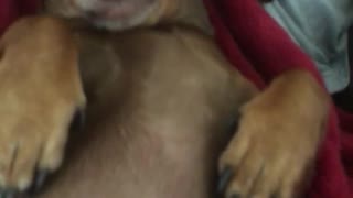 Weiner dog head massage