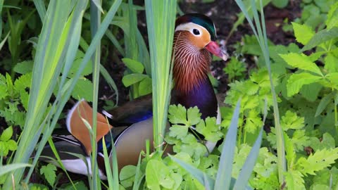 | Mandarin Duck || Mandarin Duck Sound | Colorful Duck HD Video || Mandarin Duck Swimming