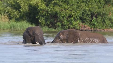 Elephants fighting in a lake at Pilanesberg in South Africa