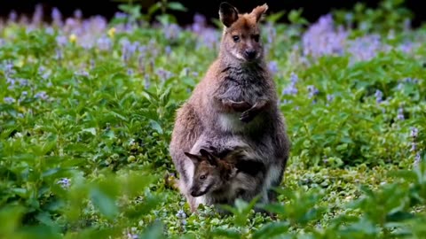 The largest hopping animal in the world is the kangaroo.