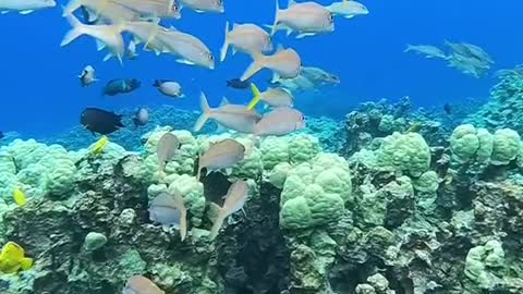 underwater#oceanlover#lovemyplanet