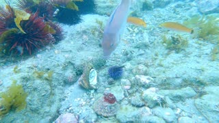 Beautiful scenery when the fish get its food on the seabed