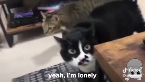 Cats talk better english than human