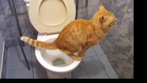 Amazing Cat use Toilet