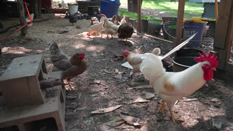 Mary's Gone Crackers - Super Seed. Chickens review but human does too.