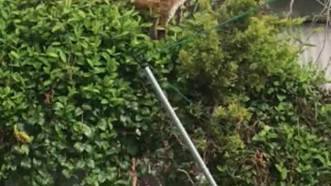 Fox just love’s climbing, thinks he is a mountain goat