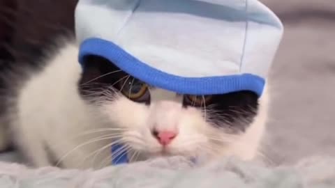 Cat Wearing a Beanie | Funny Cat Video