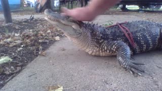 My pet Alligator Gotti