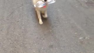 Dog walking by with bottle of water