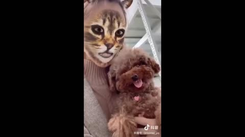 funny dog reacts to filter cat