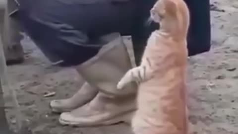 cat try to drink milk his master