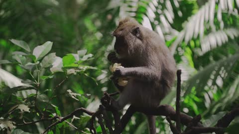 Monkey Prank vs Remote Car Video 2022 | Funny Monkeys Video Reaction To Toy Car & Get Banana. EP-286