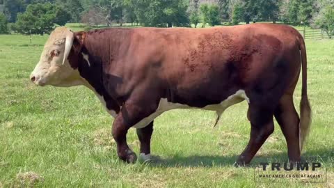 Registered Hereford Bull “EVOLUTION 131G”