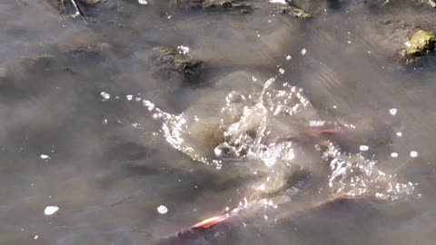 Kokanee Salmon Run Up The Strawberry River, Utah