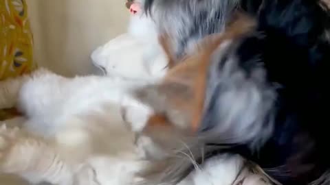 Cat and Dog Funny Video 😍🐕😹
