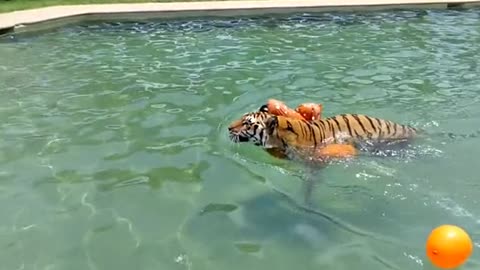 Just a big kid in the pool!!