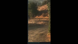 Mountain Lion Relaxes on Running Trail at O'Neil Park