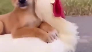 😍Cute and Funny Dog Compilation