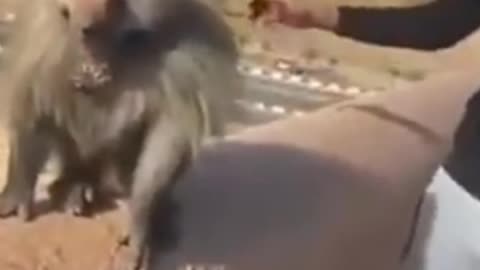 Catch the monkey