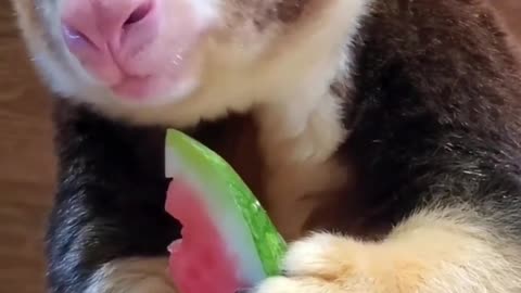 Let's eat watermelon