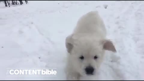Cute Puppy Playing in the Snow!