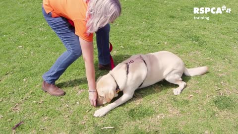 Dogs training video, teach your dog how to sit