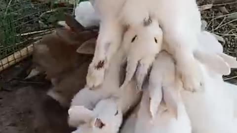 Little rabbits drinking the milk.RABBIT, OMG Animals SOO Cute! AWW Cute baby animals,