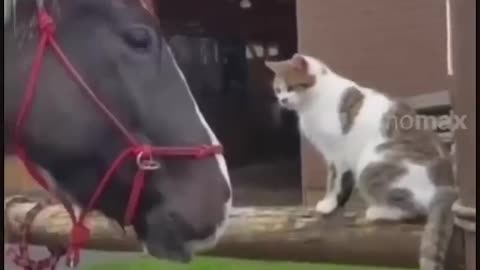 Very Funny animals Cat and more