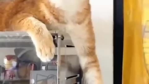 😹Cats Doing Cat Things😹 #7
