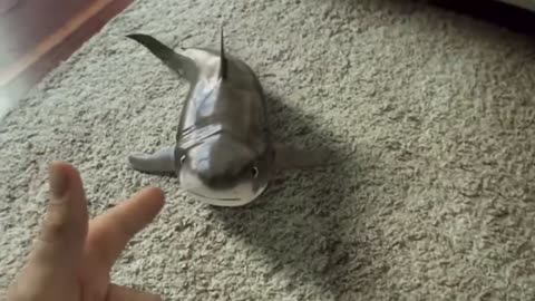 Cutest Baby Shark Happy Cute