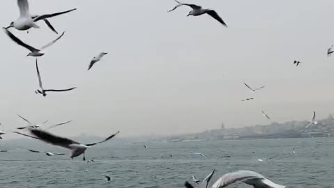 Birds flying