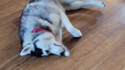 Broken husky