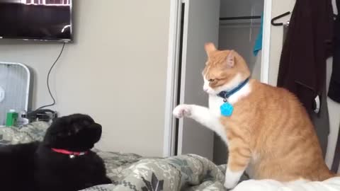 A cat receives a salute but is hit with a cat