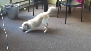 watch : Adorable Dog Excited To Play