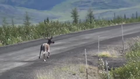 Caribou (Reindeer) At Dempster Highway, Yukon, Canada